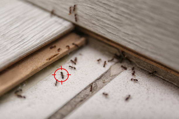 Best Wasp Removal Services  in Washingtonville, NY